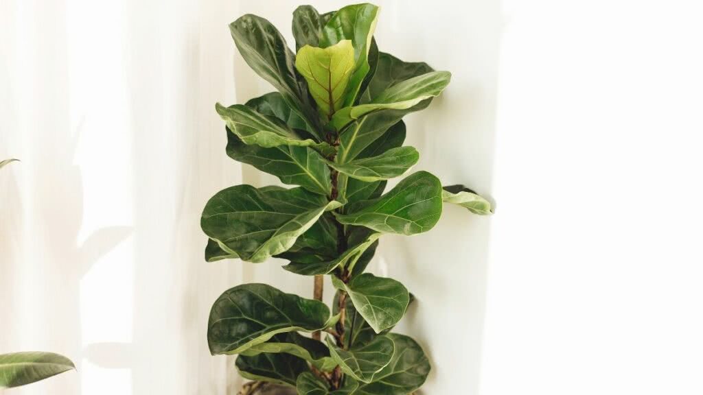 Ficus Lyrata: Bitkinin bakımı ve dekorasyon fikirleri