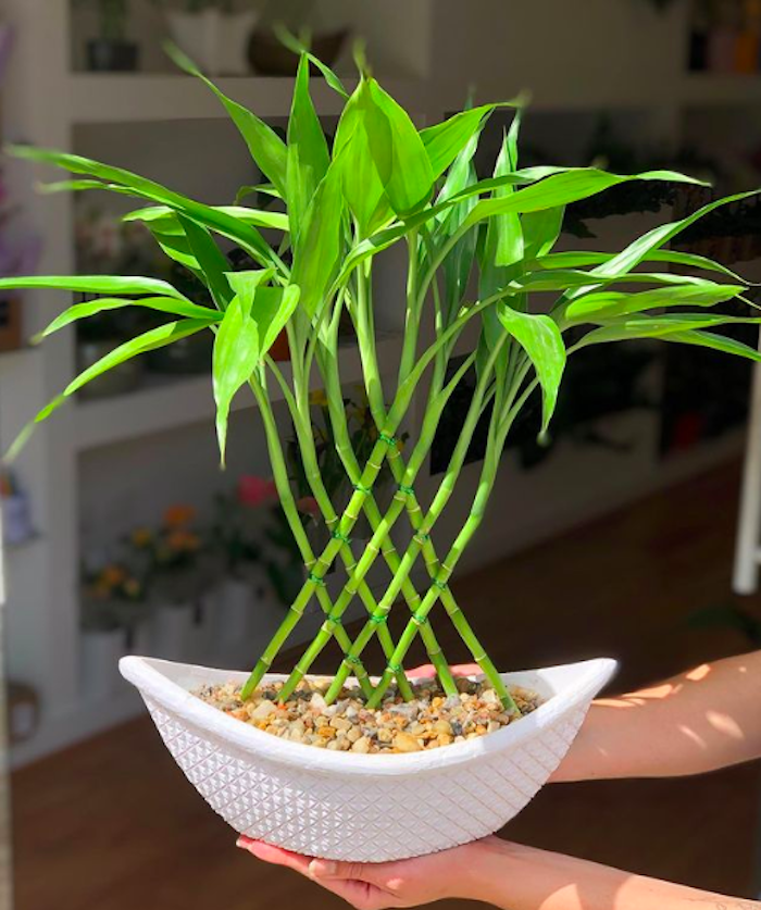 Şanslı Bambu: bitkinin anlamını ve nasıl bakılacağını görün